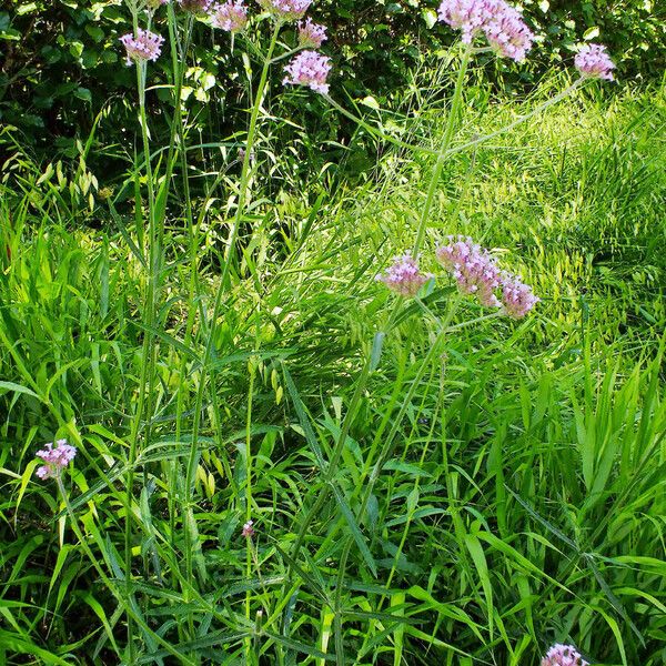 Verbena bonariensis Celota