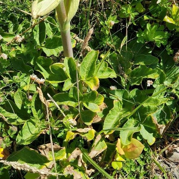 Angelica lucida Folha