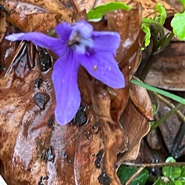 Viola reichenbachiana Flower