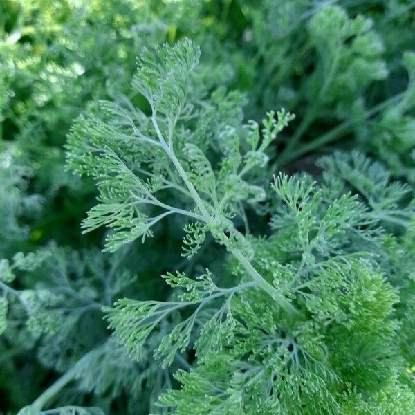 Fumaria densiflora Leaf