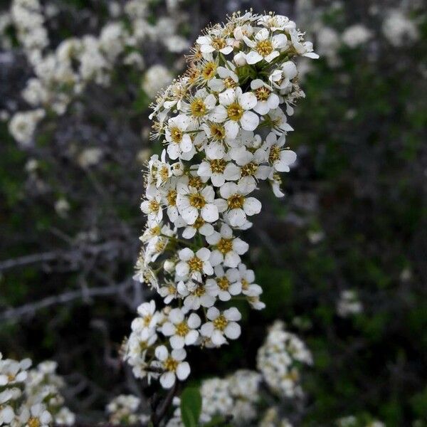 Spiraea hypericifolia Blüte