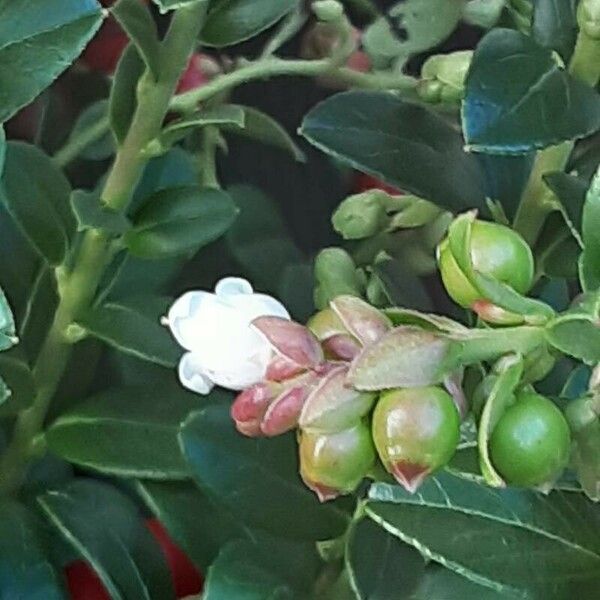 Vaccinium vitis-idaea Flower