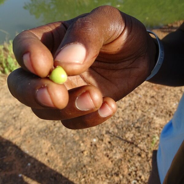 Ziziphus mauritiana Fruit