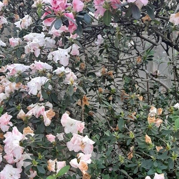 Rhododendron indicum Alkat (teljes növény)