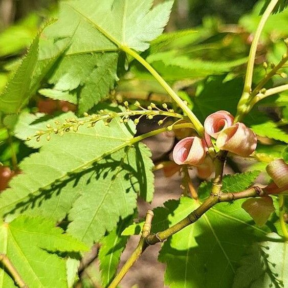 Acer micranthum Flower