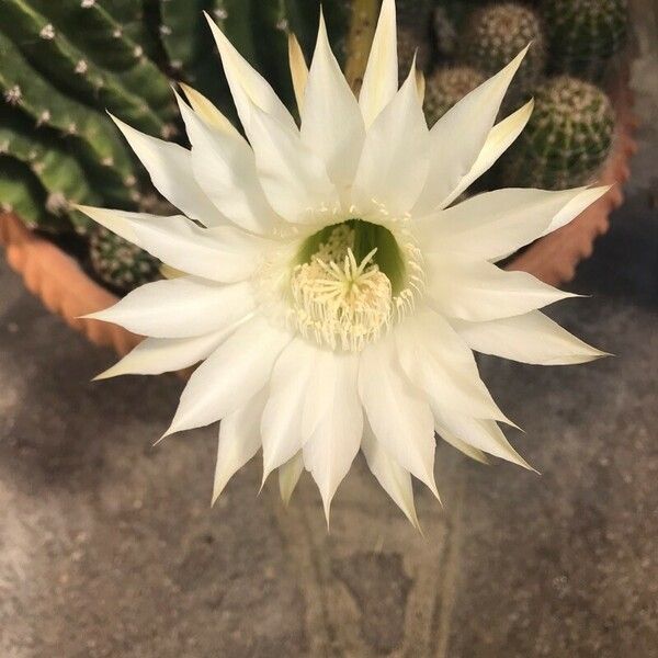 Echinopsis eyriesii ফুল