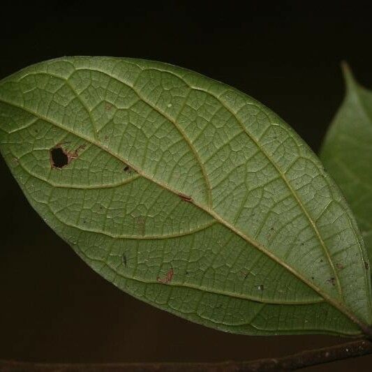 Ocotea cinerea Лист