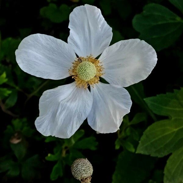 Anemonoides sylvestris Flower