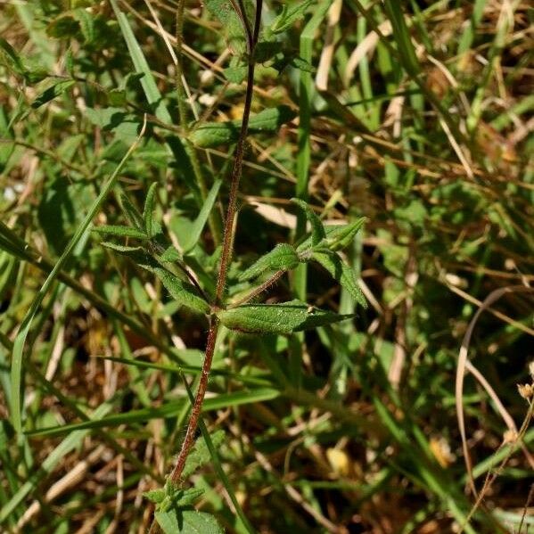 Cistus monspeliensis Leaf