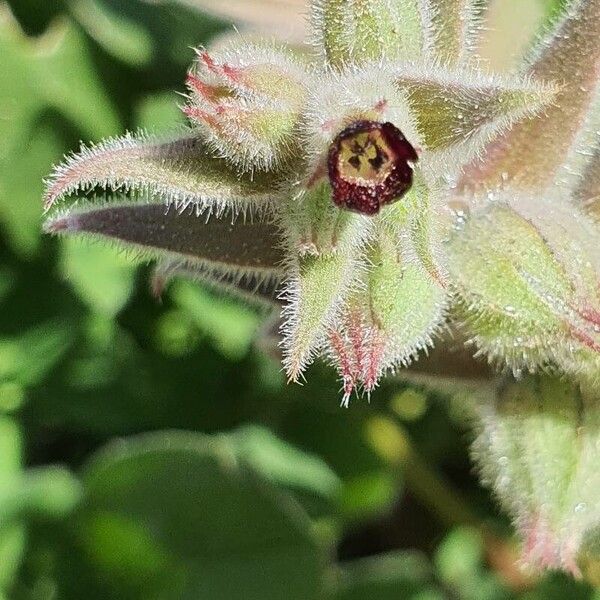 Nonea vesicaria Žiedas