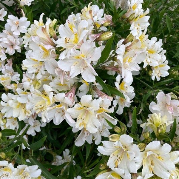 Alstroemeria ligtu Flower