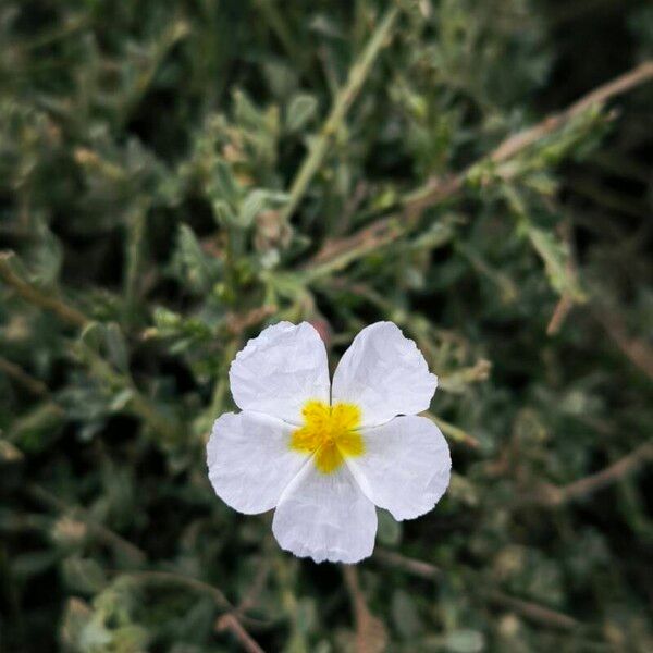 Helianthemum almeriense Cvet