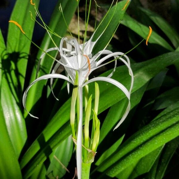 Hymenocallis littoralis Цветок