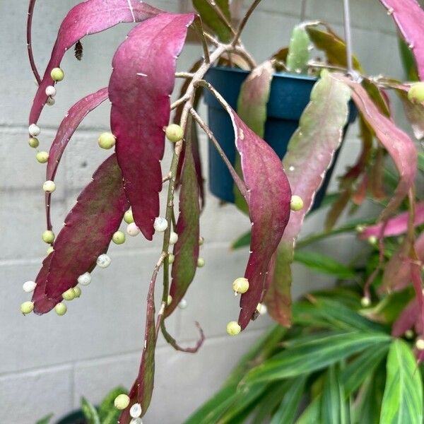 Pseudorhipsalis ramulosa Leaf