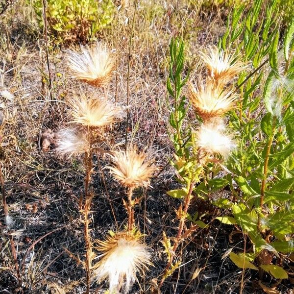 Cirsium vulgare Fruct