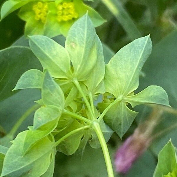 Bupleurum rotundifolium Flower