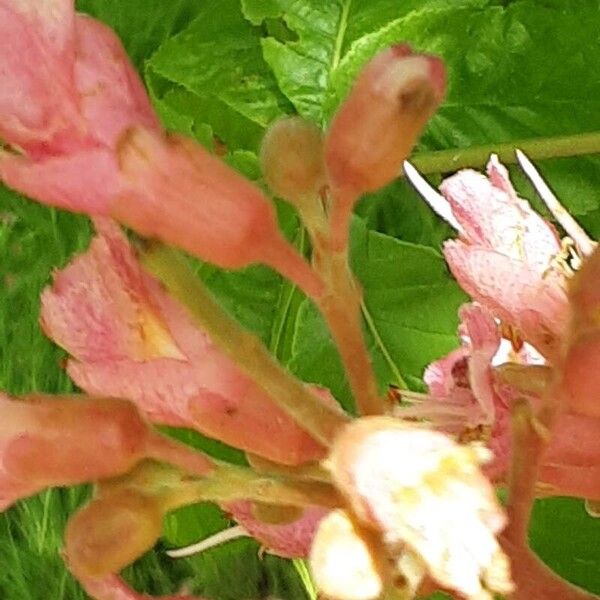 Aesculus pavia Flor