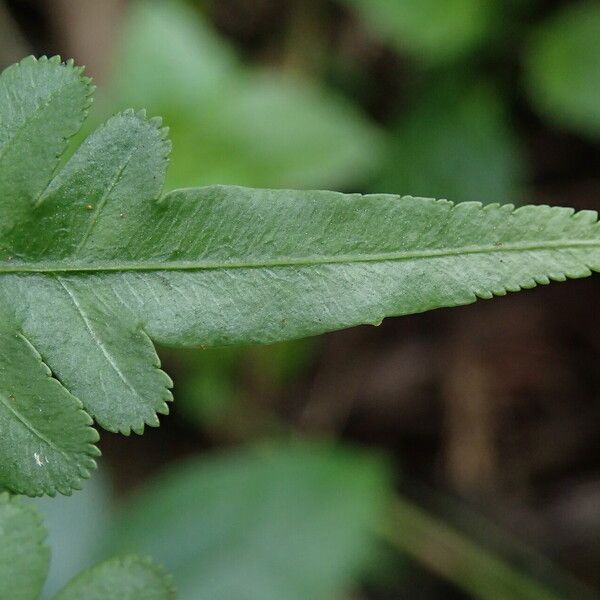 Pteris hamulosa Liść