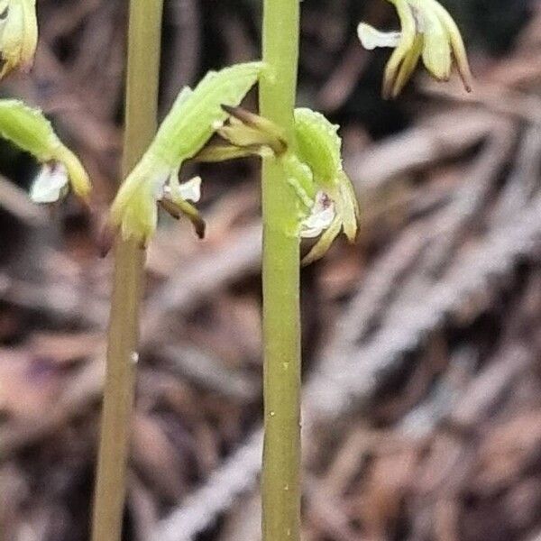 Corallorhiza trifida Kvet