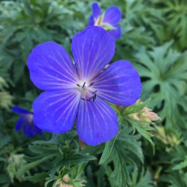 Geranium pratense Virág