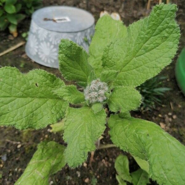 Borago officinalis Flower