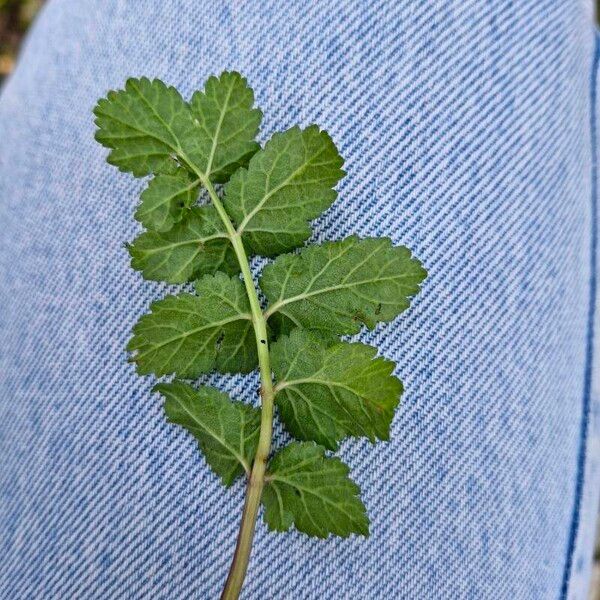 Pimpinella saxifraga List