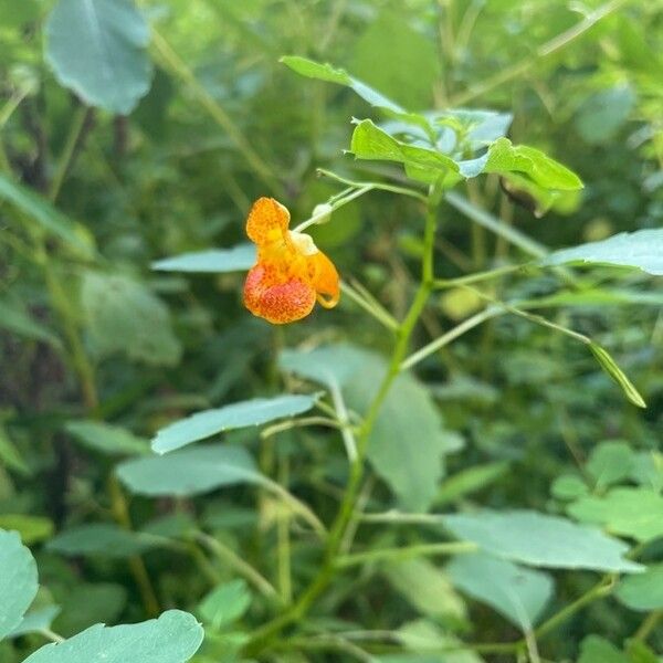 Impatiens capensis Bloem