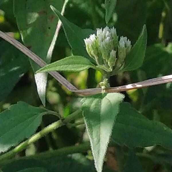 Chromolaena odorata Ліст