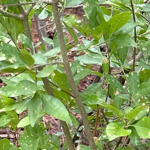 Forestiera pubescens Corteccia