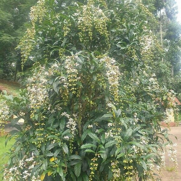 Clerodendrum indicum Blatt