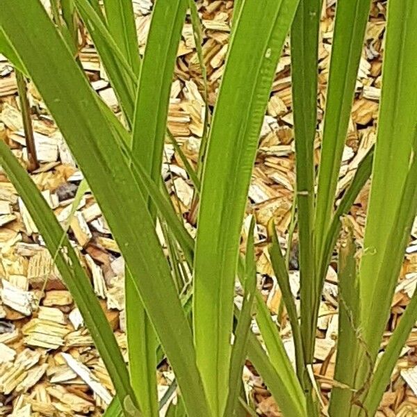 Acorus calamus পাতা