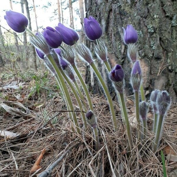 Pulsatilla patens Квітка