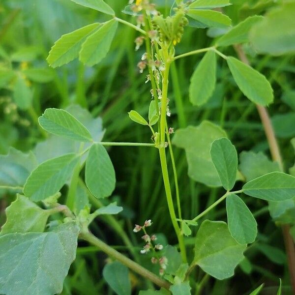 Melilotus indicus Other