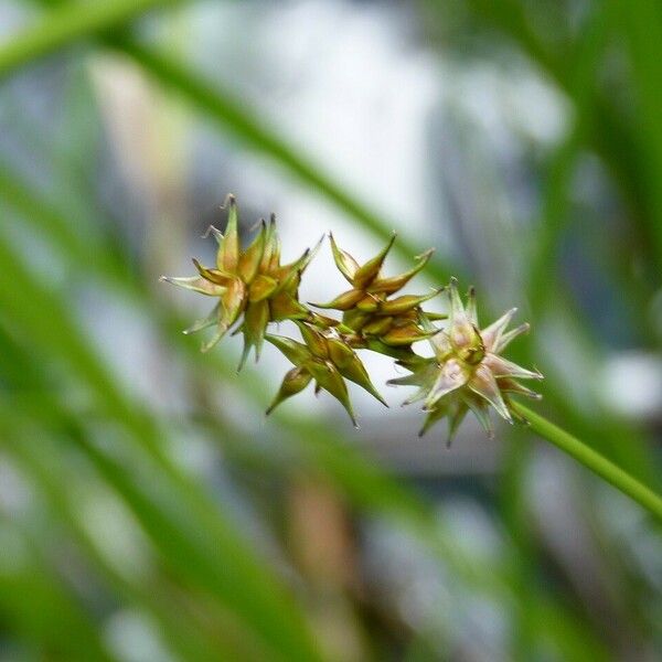 Carex echinata Kwiat