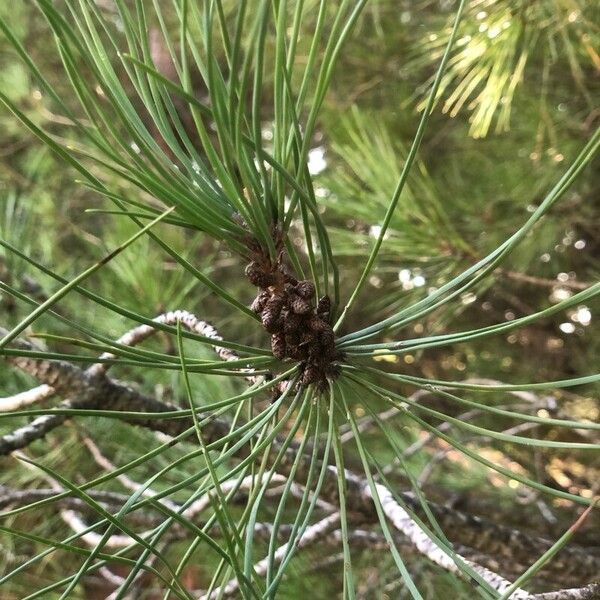 Pinus brutia Hoja