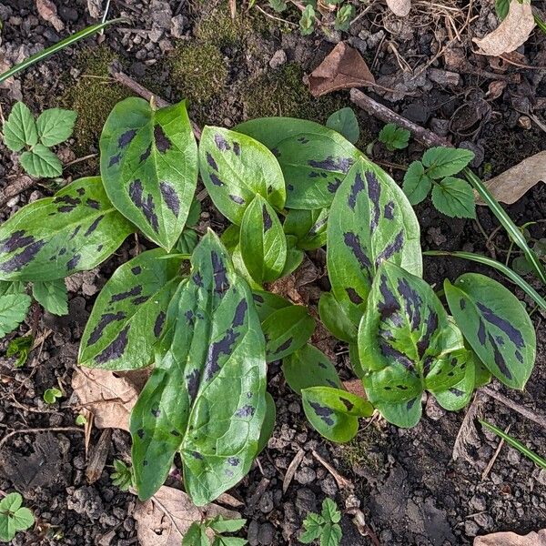 Arum maculatum Vivejo