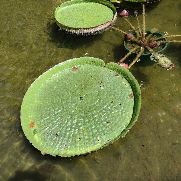 Victoria amazonica 葉