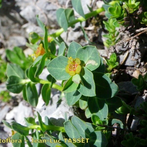 Euphorbia pyrenaica Kvet