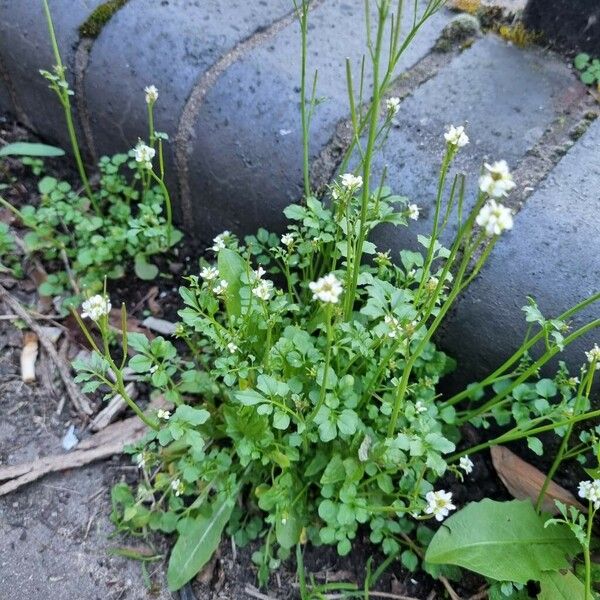 Cardamine flexuosa Habitat