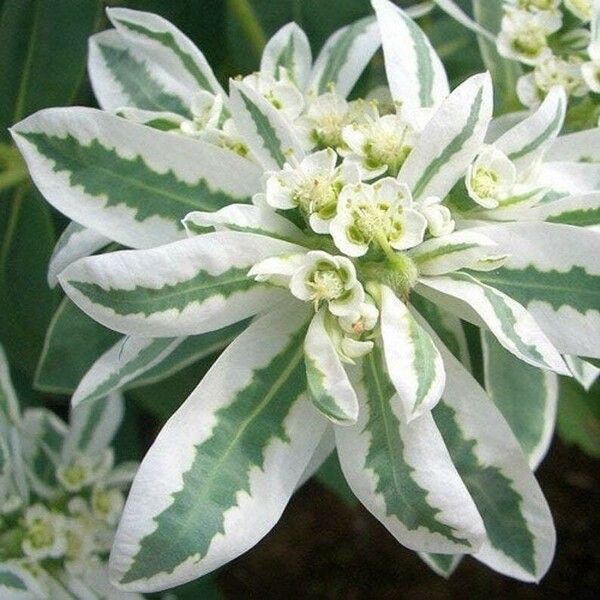 Euphorbia marginata 花