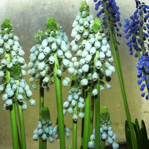 Muscari botryoides Květ