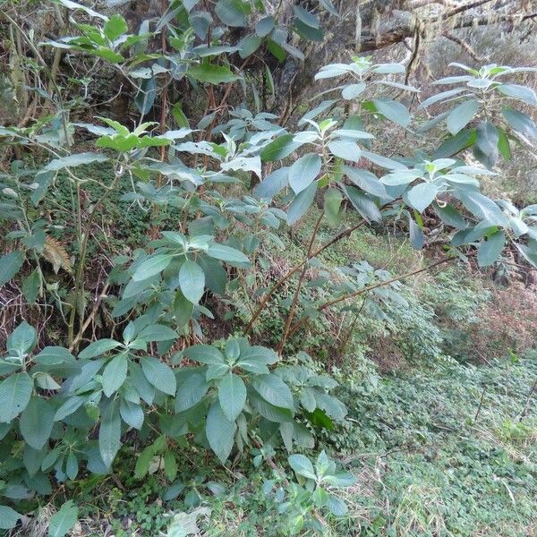 Fuchsia boliviana Habit