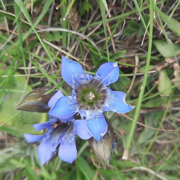 Gentiana septemfida Blodyn