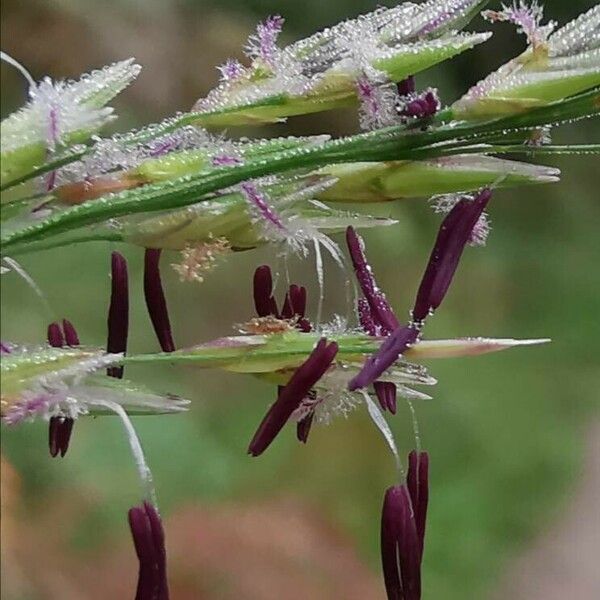 Molinia caerulea फूल