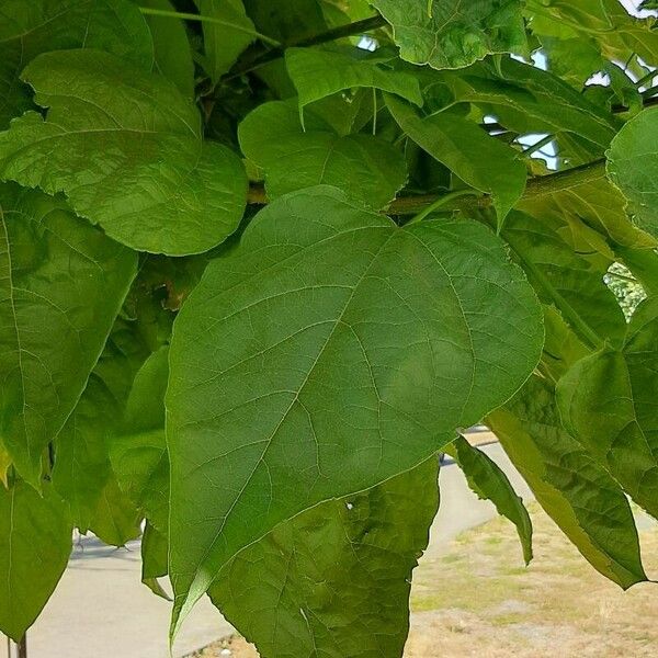 Catalpa speciosa Blatt