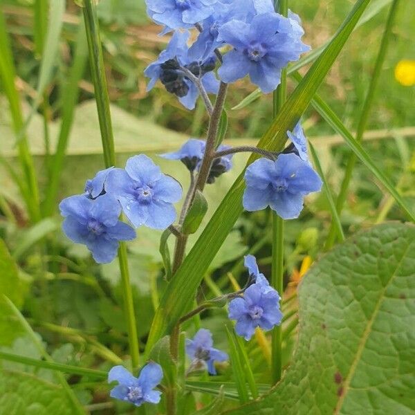 Cynoglossum amabile Çiçek