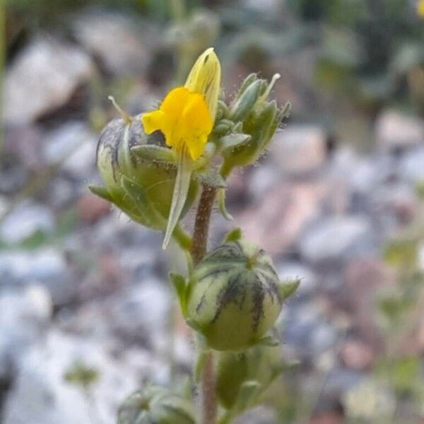 Linaria simplex Lorea