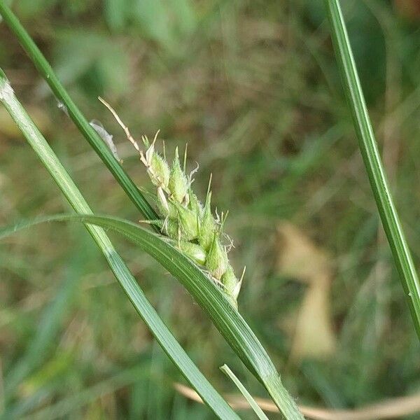 Carex hirta 果