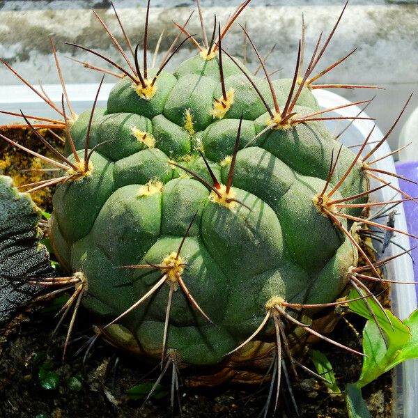 Gymnocalycium pflanzii পাতা