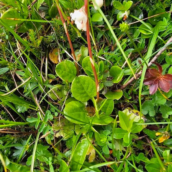 Pyrola rotundifolia Blad